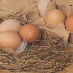 nest, chicken eggs, brown-4816101.jpg